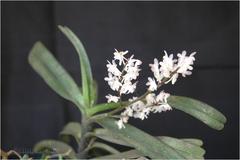 Aerides ringens